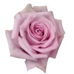 Fair Lady Rose d'Equateur Ethiflora